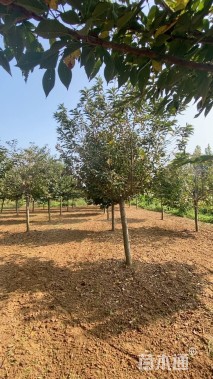 14公分高杆樱花