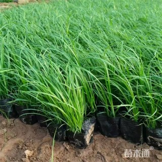 高度35厘米青绿苔草
