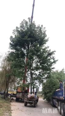 14公分美国红枫