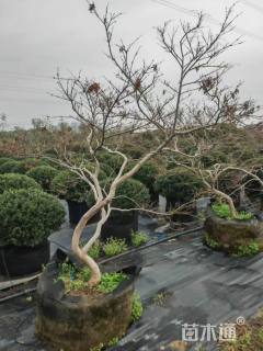 高度130厘米羽毛枫