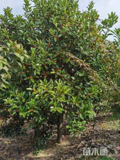 高度550厘米苦丁茶