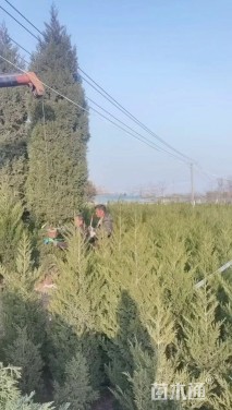 高度500厘米塔柏