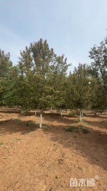 12公分绚丽海棠