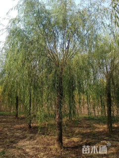 15公分青皮垂柳