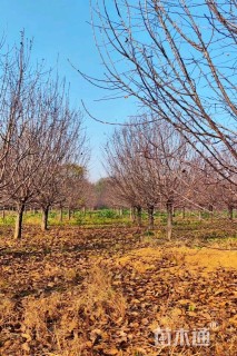 20公分绚丽海棠