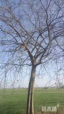 25公分朴树