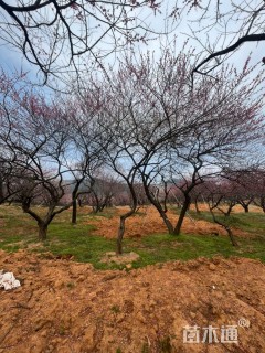 12公分造型红梅