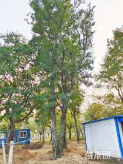 58公分朴树