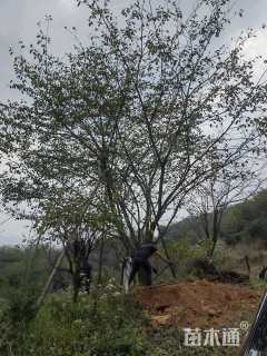 37公分染井吉野樱