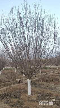 17公分绚丽海棠