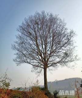62公分朴树