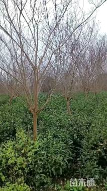 高度380厘米大红紫薇