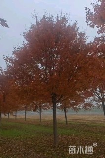 22公分美国红枫