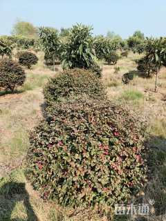 冠幅120厘米红花继木球