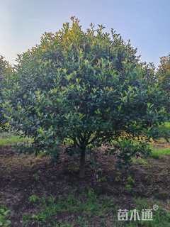 10公分红叶石楠