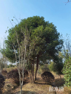 60公分多杆香樟