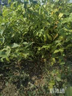 高度50厘米棣棠