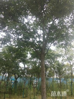 15公分黄山栾树