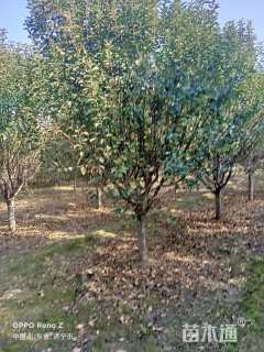 15公分西府海棠