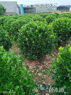 冠幅150厘米大叶黄杨球