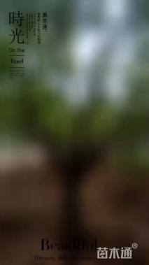 高度1500厘米丁香