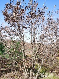 高度400厘米丛生蒙古栎