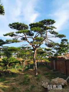 20公分造型黑松