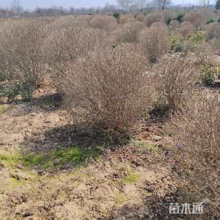 冠幅100厘米金叶女贞球