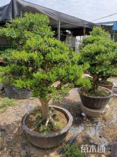 高度100厘米黄杨