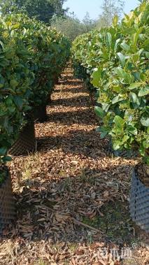 高度120厘米荚迷