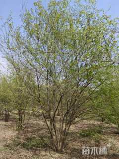 45公分(5杆)丛生榉树