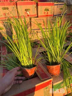 高度20厘米石菖蒲