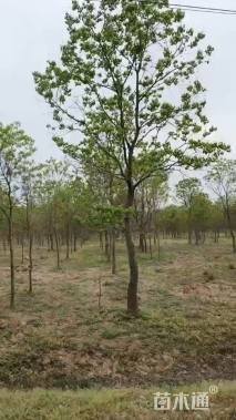 10公分中国红枫