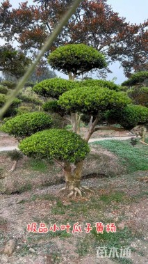 10公分造型黄杨