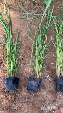高度40厘米芦苇