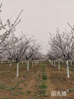 15公分染井吉野樱