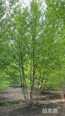 高度900厘米丛生白桦