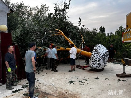 50公分东京樱花