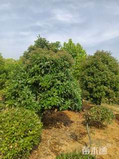 高度350厘米中华石楠