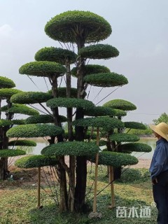 150公分造型对节白蜡