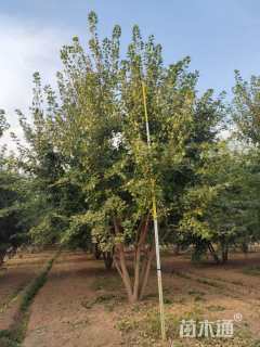 高度400厘米丛生元宝枫