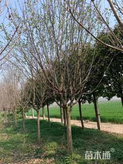 14公分西府海棠