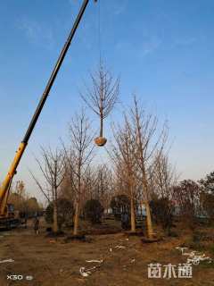 18公分金叶银杏