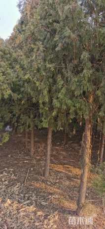 高度3000厘米柏树