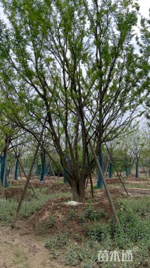 60公分(3杆)丛生香樟