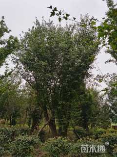高度500厘米丛生三角枫
