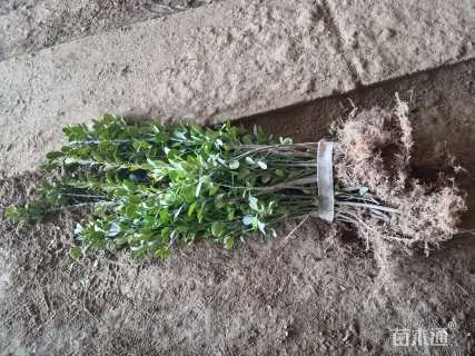 高度70厘米大叶黄杨