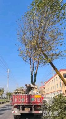 高度700厘米丛生白桦