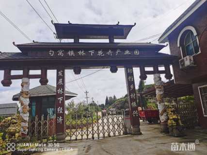 高度350厘米高山杜鹃