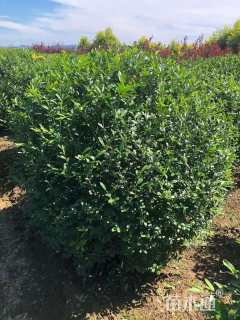 高度80厘米水蜡球